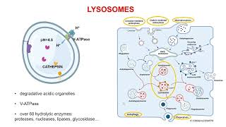 The Exploitation of Lysosomes in Cancer Therapy with Graphenebased Nanomaterials [upl. by Otrebogad]