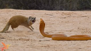 10 CRAZIEST MONGOOSE FIGHTS EVER  Mongoose vs King Cobra Snake [upl. by Anjali]