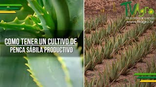 Como tener un cultivo de Penca Sábila Productivo  TvAgro por Juan Gonzalo Angel [upl. by Welsh]