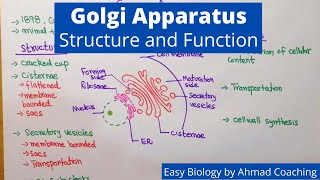 Golgi Apparatus Structure and Function  Easy Biology Lesson in English [upl. by Enyt]