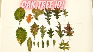 Oak Tree Identification Guide 20 Species [upl. by Rehpotisrhc]