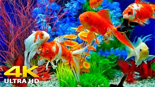 Aquarium 4K VIDEO ULTRA HD 🐠 Beautiful Relaxing Coral Reef Fish  Relaxing Sleep Meditation Music [upl. by Nevins100]