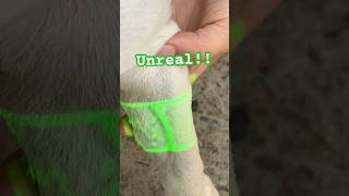 How to FIND The VEIN Of A DOG Using A VeinViewer [upl. by Nonad]