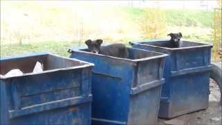 люстрация собак в Украине dogs in trash or lustration in Ukraine [upl. by Htabazile]