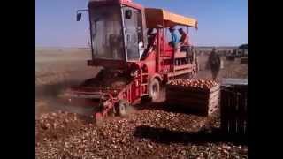 Cosechadora de cebolla autopropulsada MJ 6000  Selfpropelled onion harvester [upl. by Bloom]