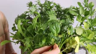 How To Harvest Tatsoi [upl. by Colwen]