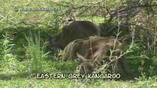 eastern grey kangaroo  macropus giganteus [upl. by Ellen]