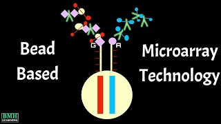 BeadBased Microarray Technology  Illumina Beadchip Genotypes  Illumina Microarray Technology [upl. by Nessah541]