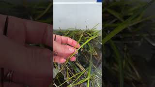 EelgrassZostera marina seed collection restore on Long IslandRob Vasiluth SAVEenvironmentalorg [upl. by Giles577]