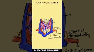 Blood Supply Of Thyroid Gland  Thyroid Gland Blood Supply Arterial amp Venous anatomy [upl. by Ahtamas891]