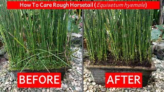 How to care rough horsetail Equisetum hyemale or scouringrush or bambu air [upl. by Nirag]