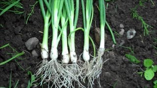 How to Grow Spring Onions from Seed [upl. by Stephana]