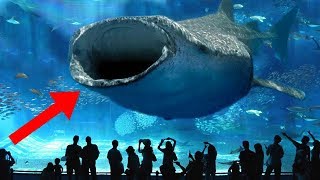 LARGEST Aquariums In The World [upl. by Atolrac]