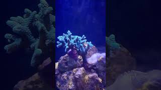 Meerwasseraquarium aquaristik [upl. by Tice415]