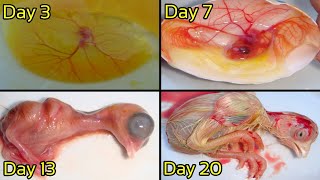 Embryo Growth From 1 To 21 Day  Development of Egg Yolk To Chick [upl. by Mcarthur]