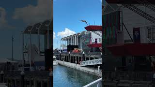 Red Bull Cliff Diving in Auckland [upl. by Merwin854]