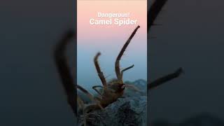 Creepy powerful predator of the deserts Solifugae animals insects nature [upl. by Ellehsal]