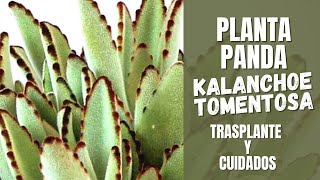 Kalanchoe tomentosa Trasplante y cuidados  PLANTA PANDA [upl. by Arnon]