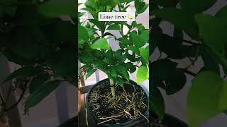 limetree shortsvideo growsomefood containergardening 🍋‍🟩 [upl. by Venator827]