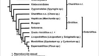 Evolución en plantasRelaciones Filogeneticas [upl. by Drews]