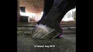 A horse owner learning how much periople and frog to remove on her 19 year old Arabian mare [upl. by Derfnam]