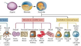 Fate of Germ layers  Gastrulation [upl. by Canfield]