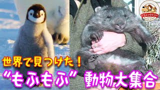 【かわいい】世界で見つけた“もふもふ”動物大集合！野生のウォンバットやペンギン、ラッコなど貴重な映像をまとめました【どうぶつ奇想天外／WAKUWAKU】 [upl. by Lattonia]