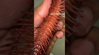 Giant African Millipede Up Close 😳 invertebratesinsectsbugmillipedetarantulaentomologyfyp [upl. by Esiuqcaj]