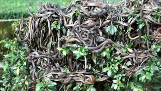 इस ISLAND से दूर रहो  Most Dangerous Snake Island On The Planet  Deadliest Brazil Island  Snakes [upl. by Pavier815]