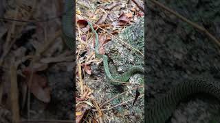 Golden tree snake Chrysopelea ornata [upl. by Nevins]