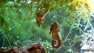 Amazing Seahorses Mating [upl. by Teteak679]