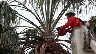 Prevención de fatalidades de podadores de palmeras Preventing Palm Tree Trimmer Fatalities [upl. by Hillinck667]