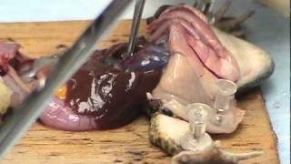 Dissection of a frog exposing its beating heart [upl. by Assiralk104]