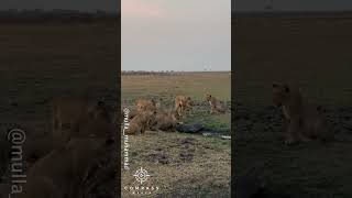 Lion Pride Attack Stranded Crocodile [upl. by Epner]