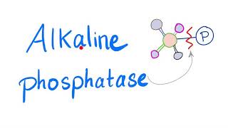 Alkaline Phosphatase ALP  Lab Test 🧪 [upl. by Sirrom368]