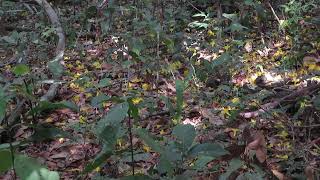 Gold Trumpet Tree decorating the forest floor [upl. by Presber]