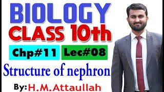 Structure of nephron  Chapter  11  Biology Class 10th  Lec 8 [upl. by Ilhsa]