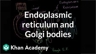 Endoplasmic reticulum and Golgi bodies  Biology  Khan Academy [upl. by Mohl165]