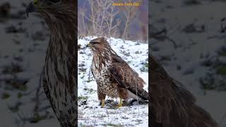 Most Dangerous Eagle Attacks Caught on Camera  It Only Takes An Eagle 1 Seconds To Kill eagle [upl. by Ahcsrop]