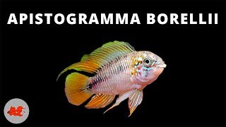 Apistogramma borellii ✔ [upl. by Chernow]