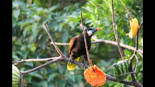 Montezuma Oropendola  Birds of Costa Rica  Rare Birds singing birds nature rainforest [upl. by Ahsennek]