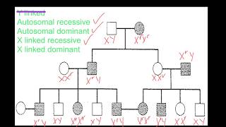 Pedigree Analysis [upl. by Ramej625]