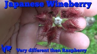 ⟹ Japanese wineberry  Rubus phoenicolasius  lets take a look [upl. by Adeirf370]