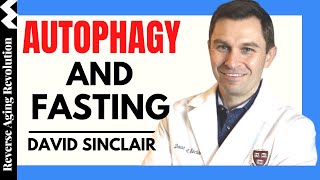 DAVID SINCLAIR “Autophagy And Fasting”  Dr David Sinclair Interview Clips [upl. by Charlie622]