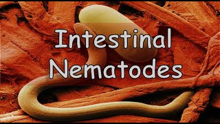 QUIZ  Intestinal Nematode Infections Round worms Whip worms Hook worms Pin worms Thread worms [upl. by Severson616]