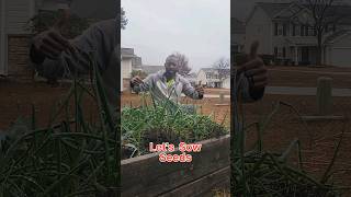 Planting Onion Seeds Sowingonionseeds Onions growyourownfood [upl. by Gerlac]