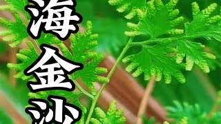 能长出金沙的植物：海金沙，不在海里而在山上，你认识吗＃海金沙 ＃化石草 ＃大自然的馈赠 [upl. by Barbara]