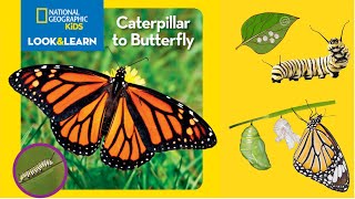 National Geographic Kids Look and Learn Caterpillar to Butterfly [upl. by Yerbua]