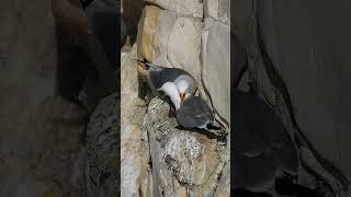 Kittiwakes at Seaford Head [upl. by Eppesiug477]