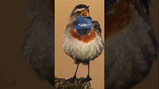 Sound of Nature  Blue Throat birds птицы пениептиц орнитология bird birdsounds birdwatching [upl. by Georglana]